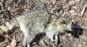 Obcy w lesie nie jest rzadkością 