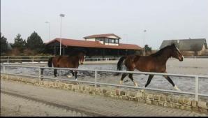Co dalej z dającymi pracę 400 osobom w kryzysie Zakładami Mięsnymi ZBYSZKO? I Centrum Sportowo-Rekreacyjnym ZBYSZKO ze stadniną 200 koni? Właściciel walczy niczym lew, by jego firma przetrwała kryzys