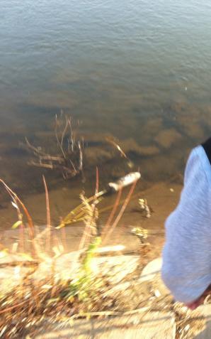 [VIDEO] Ekipa Rutkowskiego odnajduje odciętą rękę w rzece Warta przy Poznańskim moście Rocha. Czy zabito tu inną osobę?