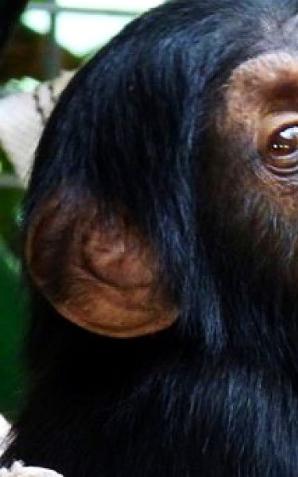 Warszawa: Trzecie urodziny Tytusa