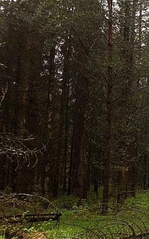 Puszcza Białowieska. Sąd orzekł grzywnę