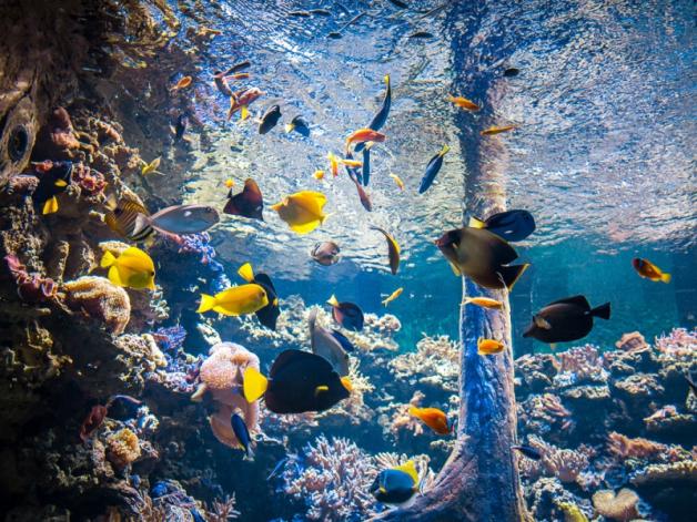 Mała Amazonia w Warszawie