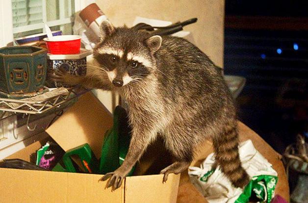 Obcy w lesie nie jest rzadkością 