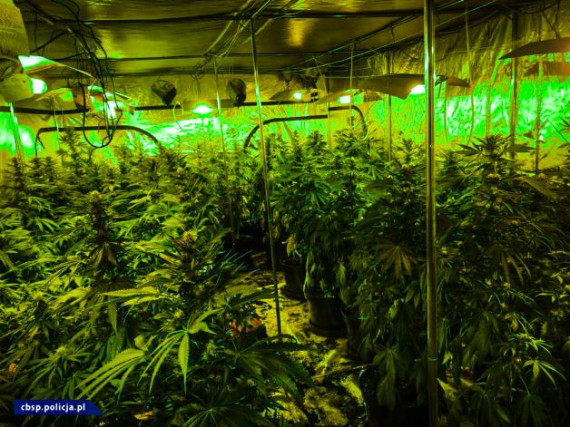 [VIDEO] CIOS w narkobiznes – działania śląskiego CBŚP