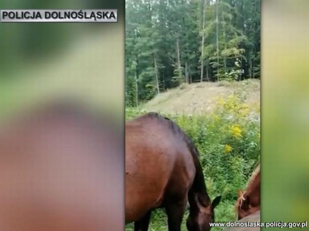 [VIDEO] 3 konie samodzielnie zwiedzały okolice Świdnicy.  Wybrały się do Wałbrzycha