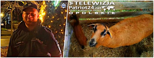 [VIDEO] Ukradł 4-dniowego baranka z żywej szopki - dzielnicowy uratował życie maleństwa